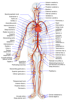 Le principali arterie del corpo. Notate come tutte si diramano dall'aorta.