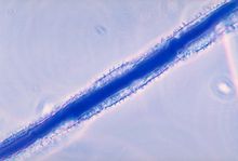 Aspergillus flavus, eräänlainen home, tuottaa aflatoksiini B1:tä, joka on syöpää aiheuttava aine.  