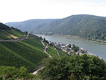 River landscape in the Rheingau (Höllenberg)
