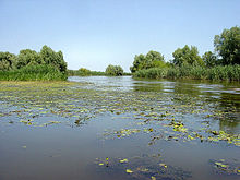 An arm of the Volga in the estuary