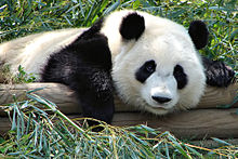 Einer von drei Riesenpandas im Atlanta-Zoo