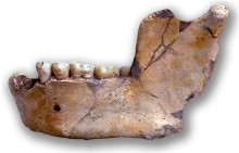 Mandible of Ternifine, first described as Atlanthropus mauritanicus.