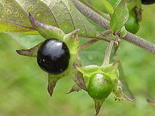 Bessen van de belladonna.