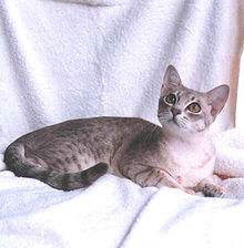 Een Blue Spotted Australian Mist vrouwtje  
