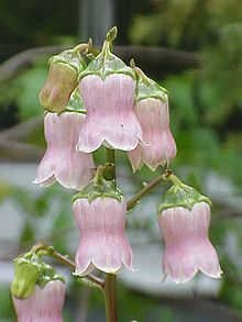 Blomster af en endemisk plante fra Azorerne, Azorina vidalii