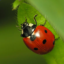 Un escarabajo (mariquita o cochinilla). La parte roja es el par de alas delanteras duras, o élitros.  