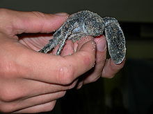 Baby læderskildpadde i Gumbo Limbo Environmental Complex i Boca Raton, Florida