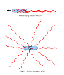 Arrangement of the flagella of peritrichous flagellated bacteria during locomotion and tumbling