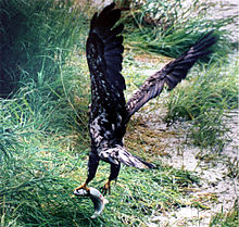 Bald eagle med en lax