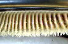 Baleen  