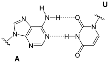 reverse A-U pairing