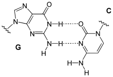 reverse G-C mating