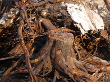 dug up stump