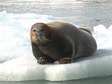 Skäggsäl på is, Svalbard  