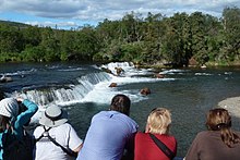 Brown bears and observers at Brooks Falls