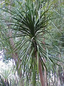 Beaucarnea pliabilis  