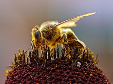 Honey bee collecting pollen