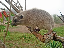 Rainforest tree shag (Dendrohyrax dorsalis)