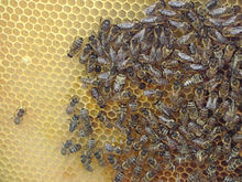 Bees on their honeycomb