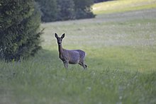 Watching deer at the edge of the forest