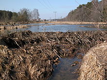 Beaver dam at the Buxbach near Veitserlbach