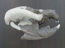 Bienotherium, en tritylodont fra nedre Jura fra Kina
