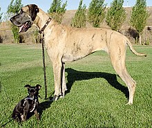 Αυτή η μικτή ράτσα Chihuahua και Great Dane δείχνει το εύρος των μεγεθών των σκύλων που προκύπτουν από την τεχνητή επιλογή