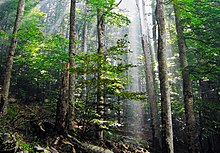 Pădurea Biogradska din Muntenegru