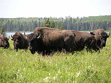 American bison (Bos bison)