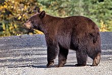 Black bear at Quesnel Lake