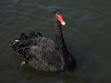 Ein Schwarzer Schwan, eine weitere Schwanenart. Nicht die Typusart.
