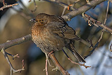 Fluffy female