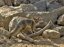 Zorro de Blanford (Vulpes cana) fotografiado en el sur de Israel. Es un zorro pequeño con una cola larga y tupida. La cola le sirve de contrapeso cuando corre o trepa. Este zorro se encuentra en las zonas montañosas de los desiertos de Negev y Judea, en las laderas rocosas. Se alimenta principalmente de escarabajos, saltamontes, hormigas y termitas.