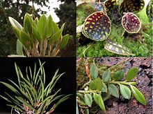 Leaf shapes of different orchids