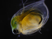 Water flea (Daphnia spp.) in dark field