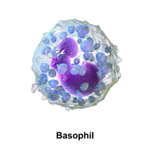 Basofiilse granulotsüüdi joonis. Vt animatsiooni aadressil [1]