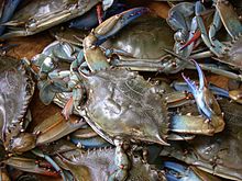 Sinirapu, Callinectes sapidus