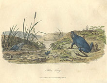 Cetakan asli Katak Pohon Hijau, yang diterbitkan dalam Journal of a Voyage to New South Wales karya John White