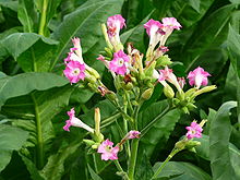 Tobacco flowers