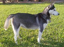 Aljašský husky  