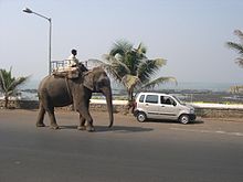 Un uomo di Bombay cavalca un elefante.