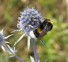 Bumblebee