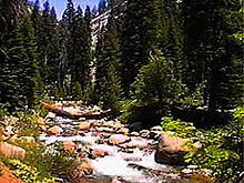 Coniferous forest