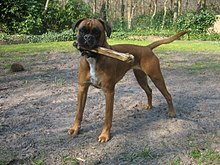 Boxer  