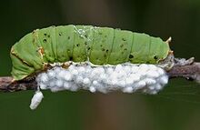 Capullos de Apanteles bracónidos sobre oruga de Papilio demoleus  