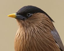 Pagoda Starling (Sturnus pagodarum)