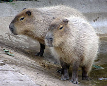  Wasserschweine