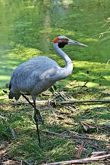 Un brolga al santuario di Healesville