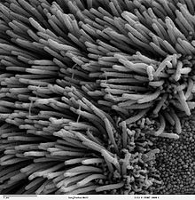 Cilia of the bronchiolar epithelium, besides some microvilli are visible (lower right in the picture)