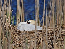 Breeding Swan